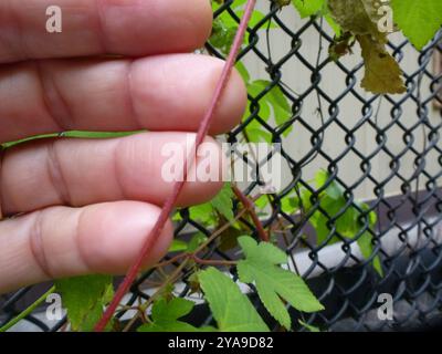 Luppolo giapponese (Humulus Scandens) Plantae Foto Stock