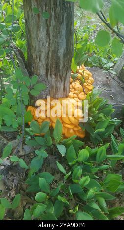 Funghi jack-o'-lantern (Omphalotus illudens) dell'America orientale Foto Stock