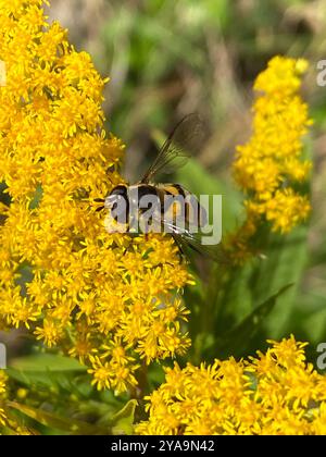 (Didea fasciata) Insecta Foto Stock