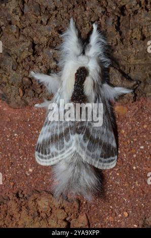 Large Tolype Moth (Tolype velleda) Insecta Foto Stock