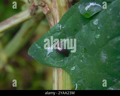 Keelback Slugs (Limacidae) Mollusca Foto Stock