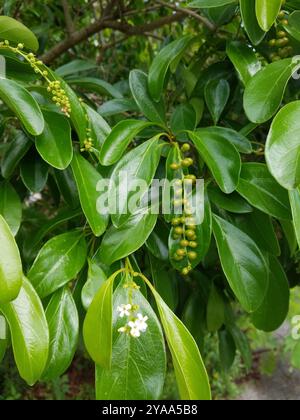 Spiny Fiddlewood (Citharexylum spinosum) Plantae Foto Stock