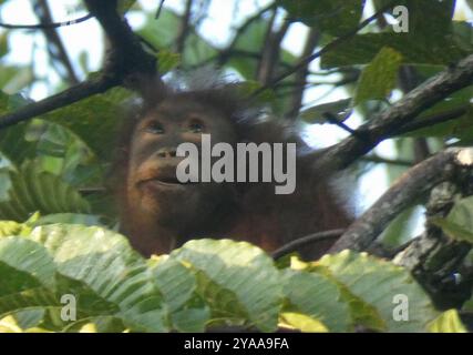 Orangutan del Borneo nordorientale (Pongo pygmaeus morio) Mammalia Foto Stock