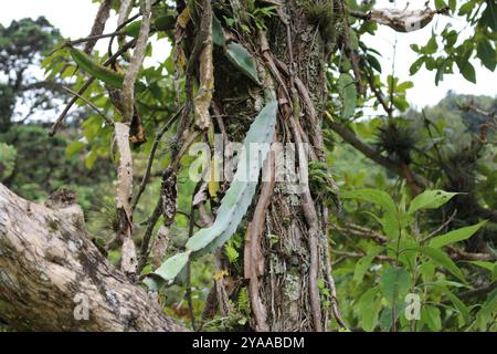 Frutto di drago a carne rossa (Selenicereus costaricensis) Plantae Foto Stock