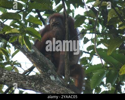 Orangutan del Borneo nordorientale (Pongo pygmaeus morio) Mammalia Foto Stock