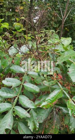 Brillante sumac (Rhus copallinum) Plantae Foto Stock