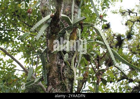 Frutto di drago a carne rossa (Selenicereus costaricensis) Plantae Foto Stock