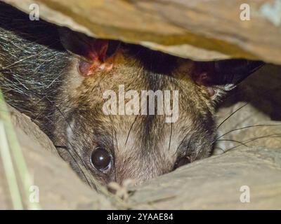 Opossum meridionale (Didelphis marsupialis) Mammalia Foto Stock