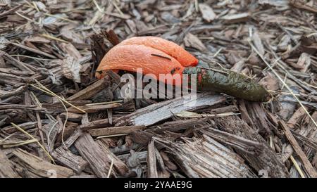 Funghi della diavolo (Mutinus elegans) Foto Stock