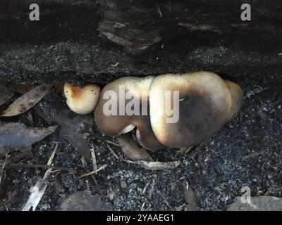 Funghi fantasma (Omphalotus nidiformis) Foto Stock