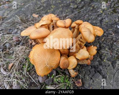 Funghi jack-o'-lantern (Omphalotus illudens) dell'America orientale Foto Stock