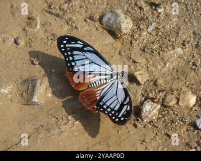 Tawny MIME coda di rondine (Papilio agestor) Insecta Foto Stock