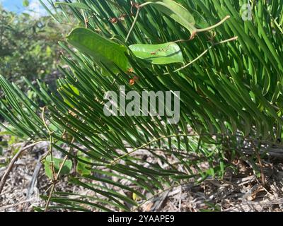 Coontie (Zamia integrifolia) Plantae Foto Stock