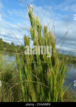 (Andropogon glomeratus) Plantae Foto Stock