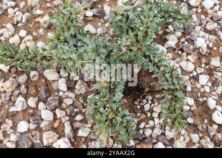 Candela Bushman (Monsonia crassicaulis) Plantae Foto Stock