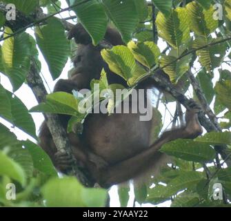 Orangutan del Borneo nordorientale (Pongo pygmaeus morio) Mammalia Foto Stock