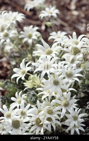 Fiori selvatici di Flannel nativo australiano, Actinotus helianthi, famiglia Apiaceae. Endemico di foreste aperte e boschi su terreni arenari del nuovo Galles del Sud Foto Stock