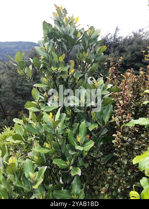 Pigeonwood (Hedycarya arborea) Plantae Foto Stock