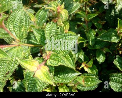 La maledizione di Koster (Miconia crenata) Plantae Foto Stock