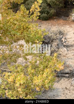 Greasewood (Sarcobatus vermiculatus) Plantae Foto Stock