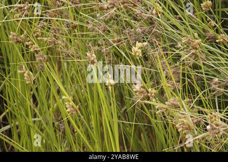 American Three-Square bulrush (Schoenoplectus americanus) Plantae Foto Stock