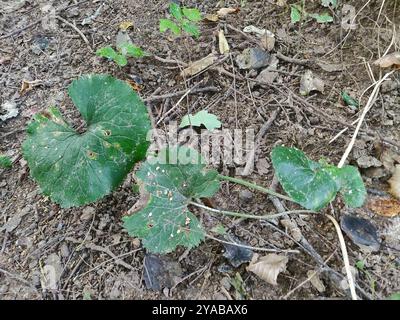 Kashubian Buttercups (Ranunculus cassubicus) Plantae Foto Stock