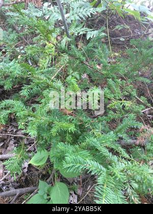 Tasso canadese (Taxus canadensis) Plantae Foto Stock