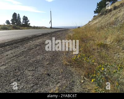 Curlycup Gumweed (Grindelia Square) Plantae Foto Stock