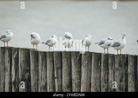 Gruppo di gabbiani (Larinae) su pali di legno in una zona tranquilla, lago Neusiedl, Burgenland, Austria, Europa Foto Stock