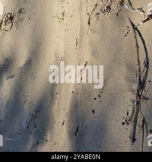 Jacky Dragon (Amphibolurus muricatus) Reptilia Foto Stock