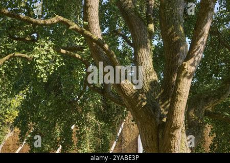 Tronco con corteccia, rami, ramoscelli e fogliame di un albero della specie Ginkgo (Ginkgo biloba) a Bad Salzuflen, distretto di Lippe, Renania settentrionale-Vestfalia Foto Stock