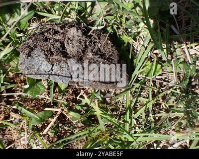 Bushpig meridionale (Potamochoerus larvatus koiropotamus) Mammalia Foto Stock