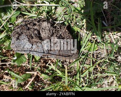 Bushpig meridionale (Potamochoerus larvatus koiropotamus) Mammalia Foto Stock