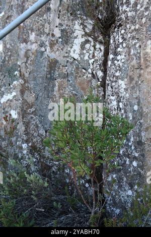 Peperoncino di montagna (Tasmannia lanceolata) Plantae Foto Stock