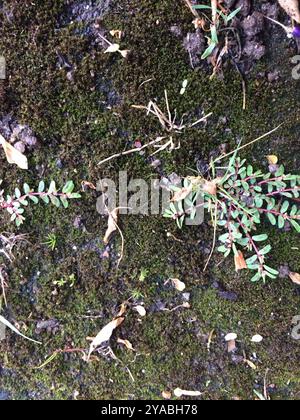 Spurge maculata (Euphorbia maculata) Plantae Foto Stock