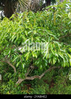 Spiny Fiddlewood (Citharexylum spinosum) Plantae Foto Stock