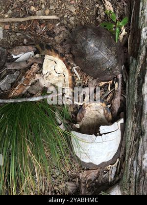 Tartaruga di legno (Glyptemys insculpta) Reptilia Foto Stock