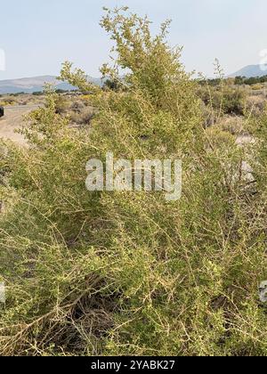 Greasewood (Sarcobatus vermiculatus) Plantae Foto Stock