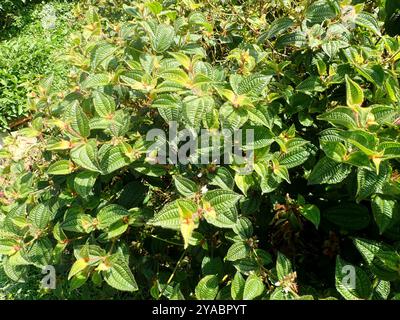 La maledizione di Koster (Miconia crenata) Plantae Foto Stock