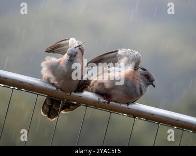 Piccioni crestati che nuotano sotto la pioggia, uccelli con le ali sollevati durante la pioggia, coordinazione Foto Stock