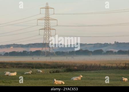 Inghilterra, Kent, Romney Marsh, Electricity Pylon e Sheep in Misty Field Foto Stock