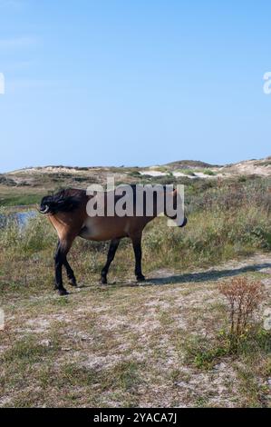 I cavalli selvatici Konik e i pony Exmoor vivono in un paesaggio di dune in una riserva naturale, per la gestione naturale delle dune per frenare la crescita degli arbusti, ne Foto Stock