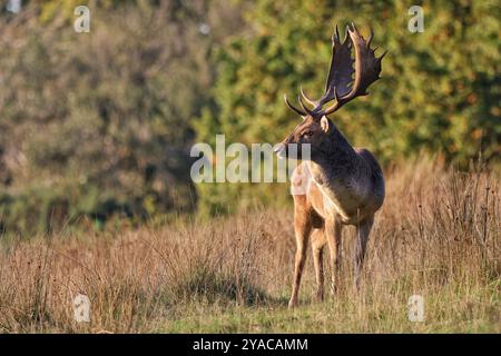 Palco in piedi alla luce della sera d'autunno Foto Stock