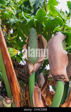 Sviluppo di frutta Monstera avvolta in una guaina essiccante con un fogliame lussureggiante sullo sfondo. Foto Stock