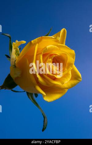 Un'incantevole rosa gialla fiorisce brillantemente sotto un cielo azzurro, catturando l'essenza di una giornata di sole e la bellezza della natura. Foto Stock