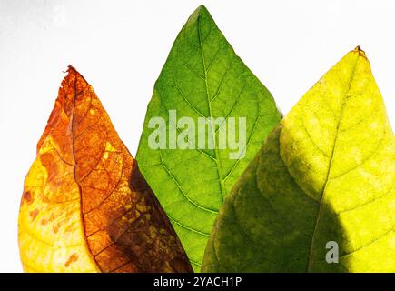 foto macro delle foglie di tabacco su sfondo bianco, produzione di tabacco, coltivazione di tabacco, pianta di tabacco Foto Stock