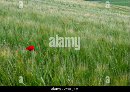 Un unico papavero rosso sulla sinistra dell'immagine in un campo di grano in spagna Foto Stock
