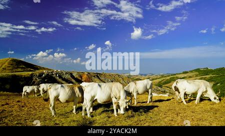 Panorama delle colline emiliane e dei calanchi con esemplari di mucche bianche modenesi Foto Stock