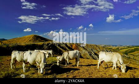 Panorama delle colline emiliane e dei calanchi con esemplari di mucche bianche modenesi Foto Stock