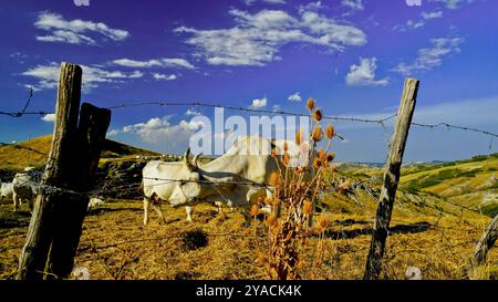 Panorama delle colline emiliane e dei calanchi con esemplari di mucche bianche modenesi Foto Stock